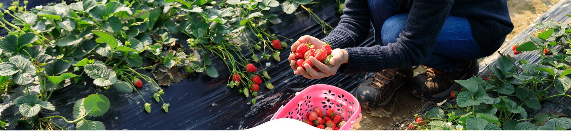 Le Jardin libre cueillette de Dadonville