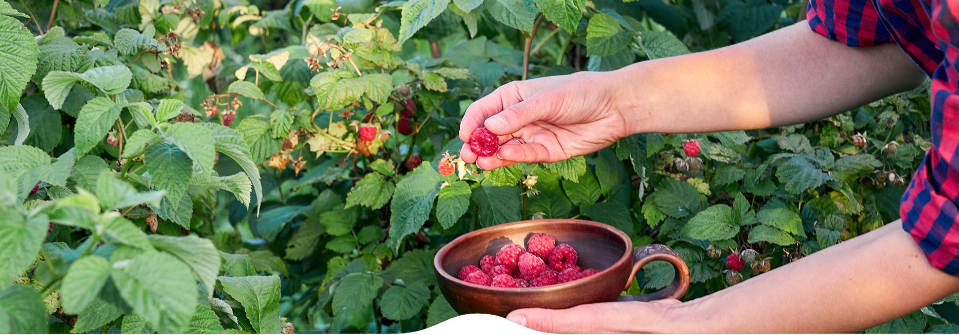 Le Jardin libre cueillette de Dadonville